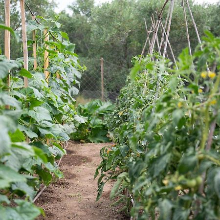 Appartamento Agrikia Tis Vasilikis Ormília Esterno foto