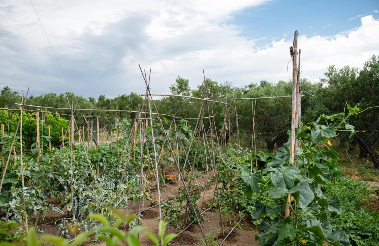 Appartamento Agrikia Tis Vasilikis Ormília Esterno foto