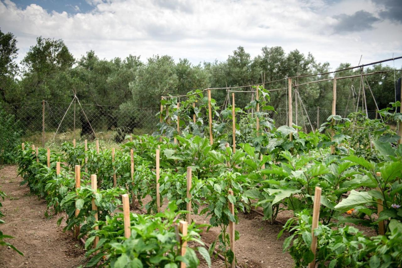Appartamento Agrikia Tis Vasilikis Ormília Esterno foto