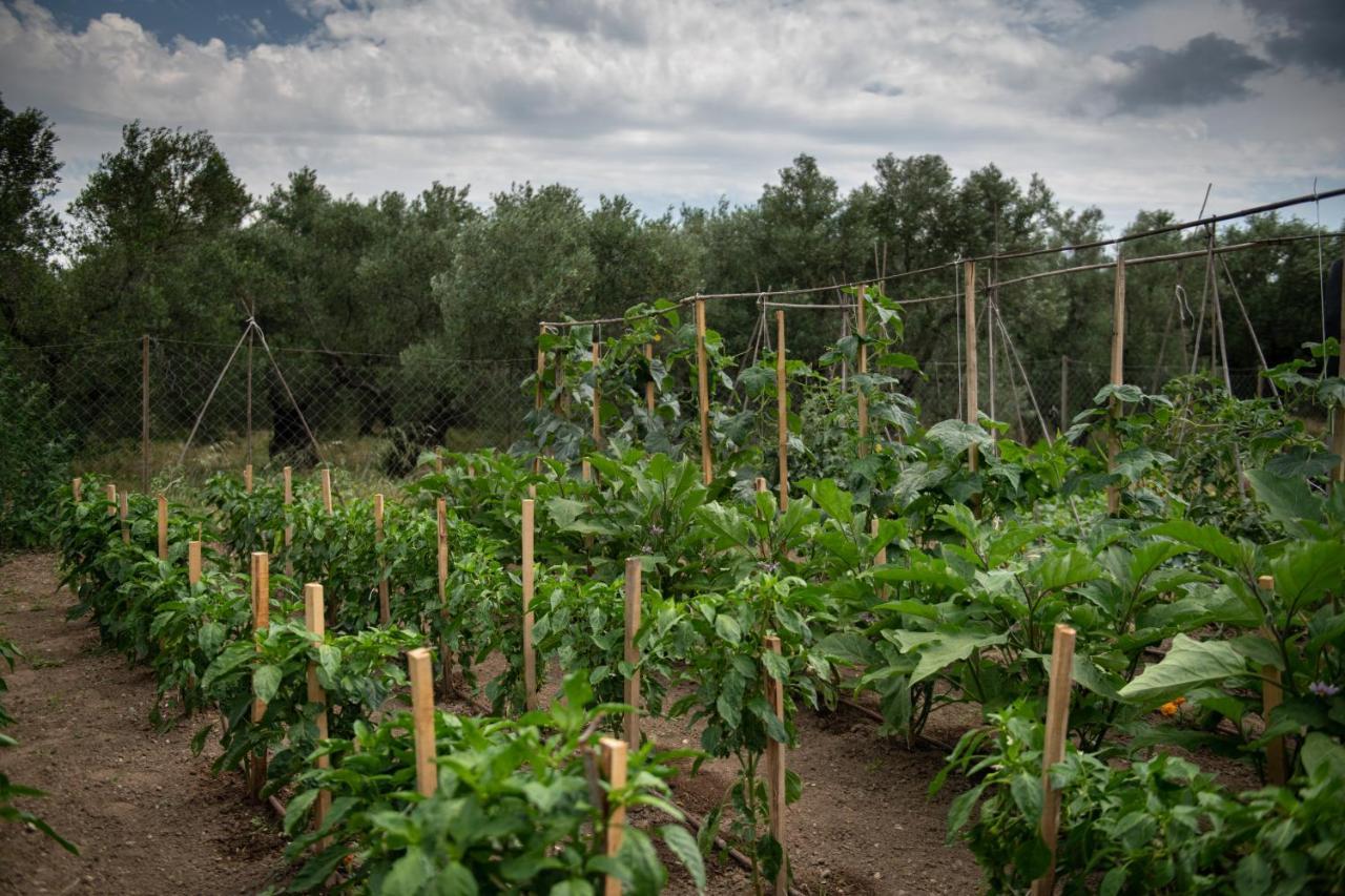 Appartamento Agrikia Tis Vasilikis Ormília Esterno foto