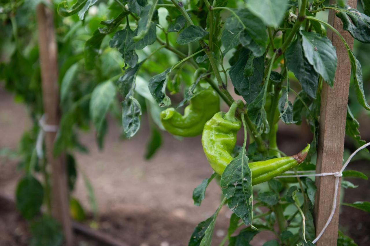 Appartamento Agrikia Tis Vasilikis Ormília Esterno foto