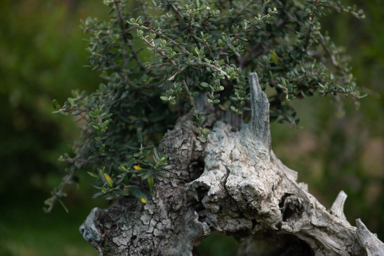 Appartamento Agrikia Tis Vasilikis Ormília Esterno foto