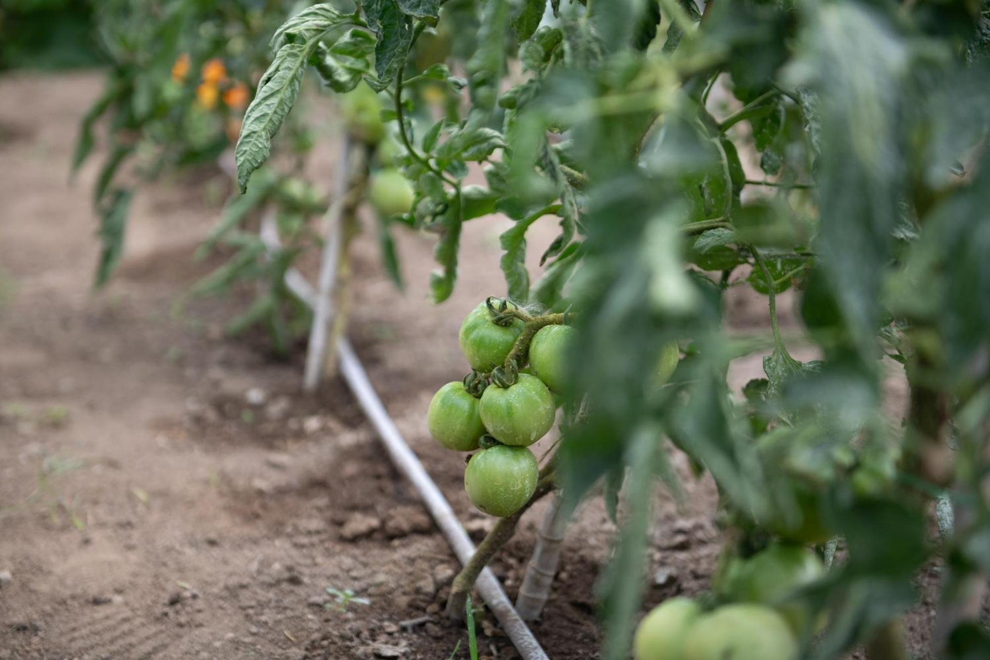 Appartamento Agrikia Tis Vasilikis Ormília Esterno foto