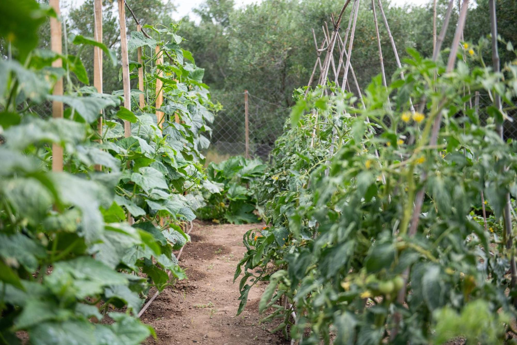 Appartamento Agrikia Tis Vasilikis Ormília Esterno foto