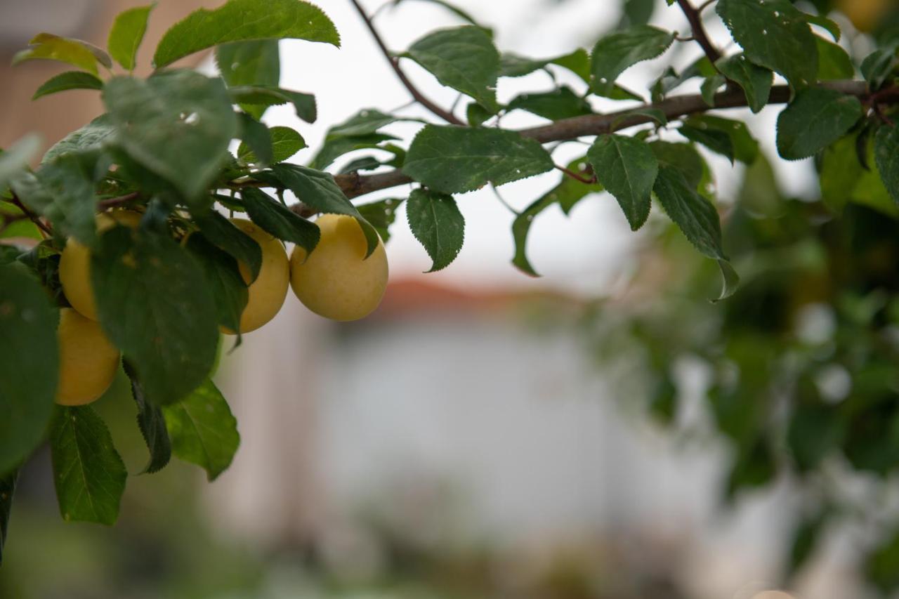 Appartamento Agrikia Tis Vasilikis Ormília Esterno foto