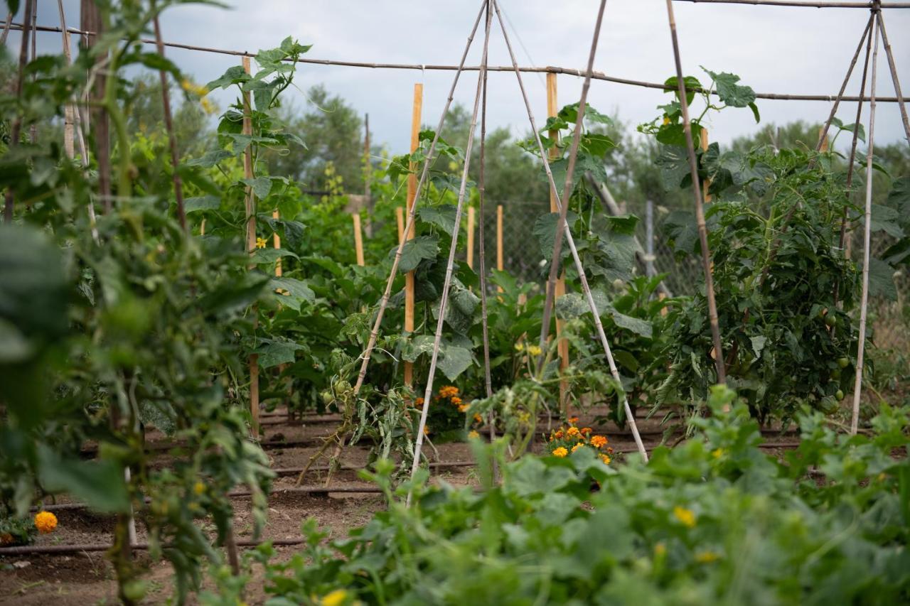 Appartamento Agrikia Tis Vasilikis Ormília Esterno foto