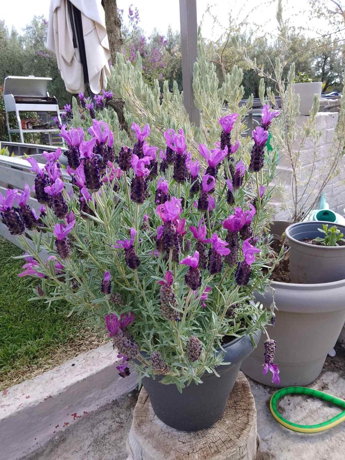 Appartamento Agrikia Tis Vasilikis Ormília Esterno foto